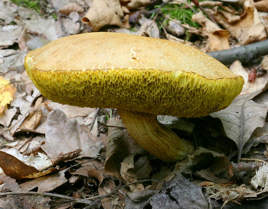 bolete   (click here to open a new window with this photo in computer wallpaper format)