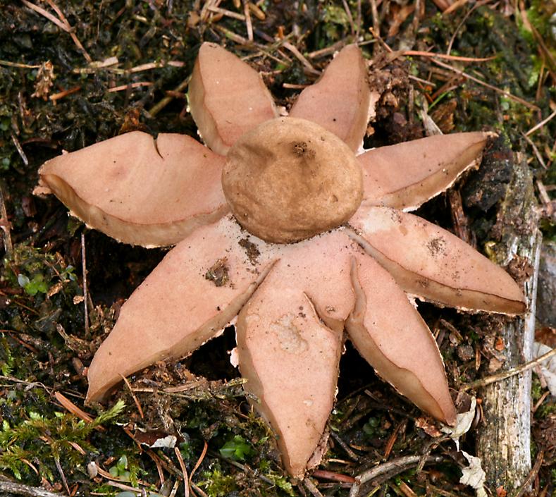 earthstar   (click here to open a new window with this photo in computer wallpaper format)