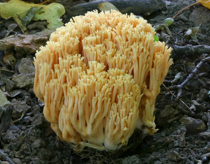 click here to open a new page which has this coral fungus in computer wallpaper format
