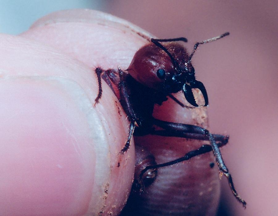 guide holding a leafcutter ant soldier