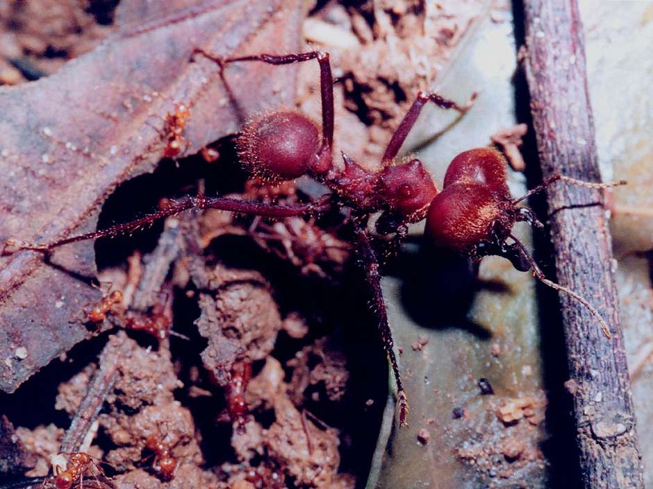 leafcutter ant soldier