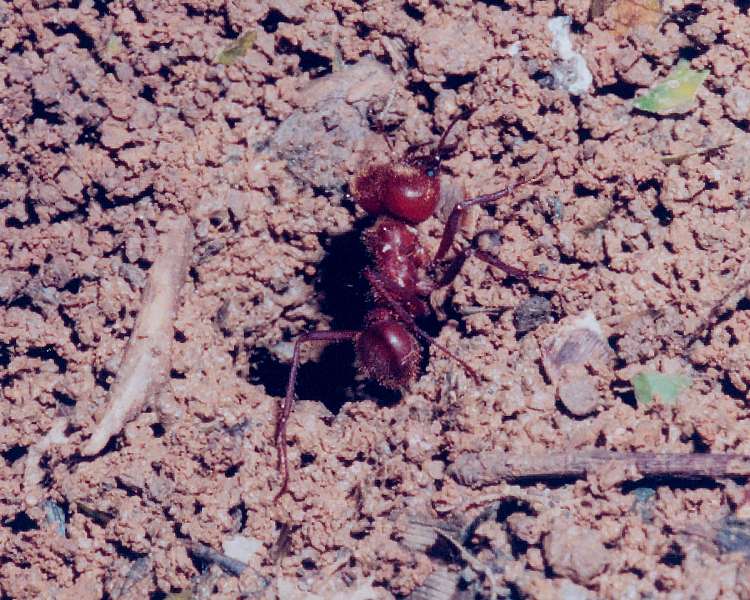 leafcutter ant soldier exiting the nest