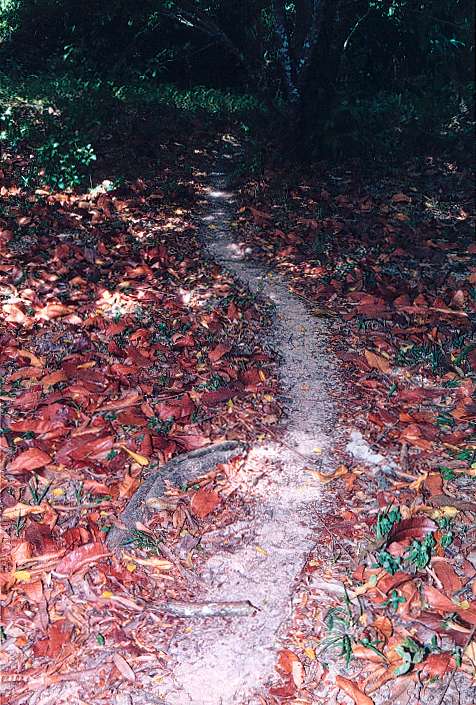 leafcutter ant trail