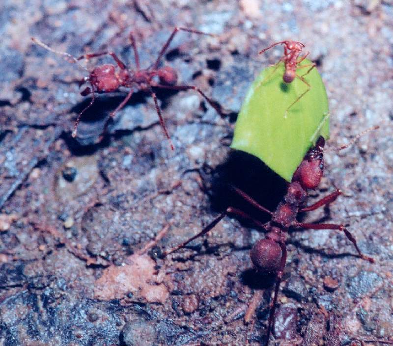 leafcutter ant worker carrying leaf with leafcutter ant sentry