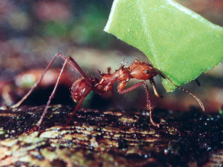 closeup of a leafcutter ant carrying a leaf