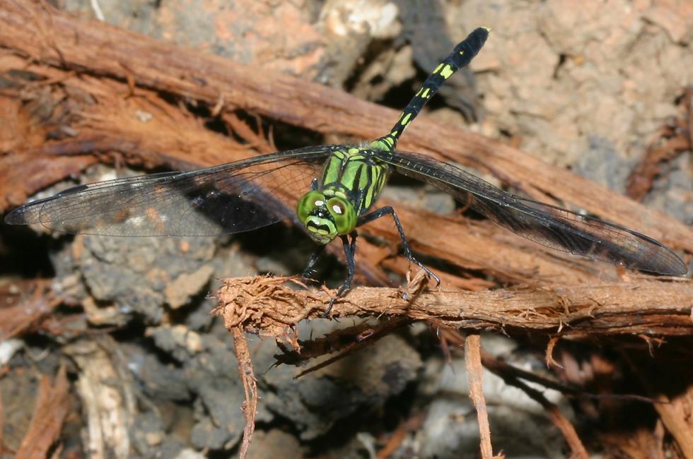 Orthetrum serapia (green skimmer)