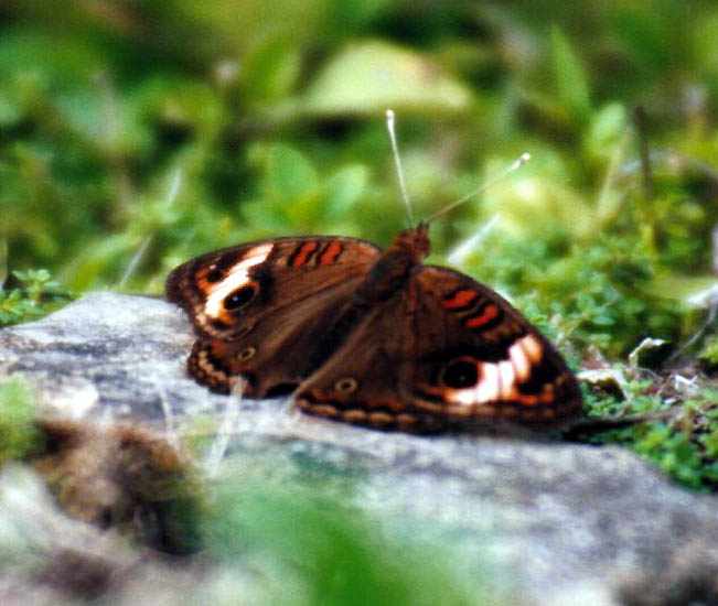 richly colored Caribbean Buckeye butterfly on a rock