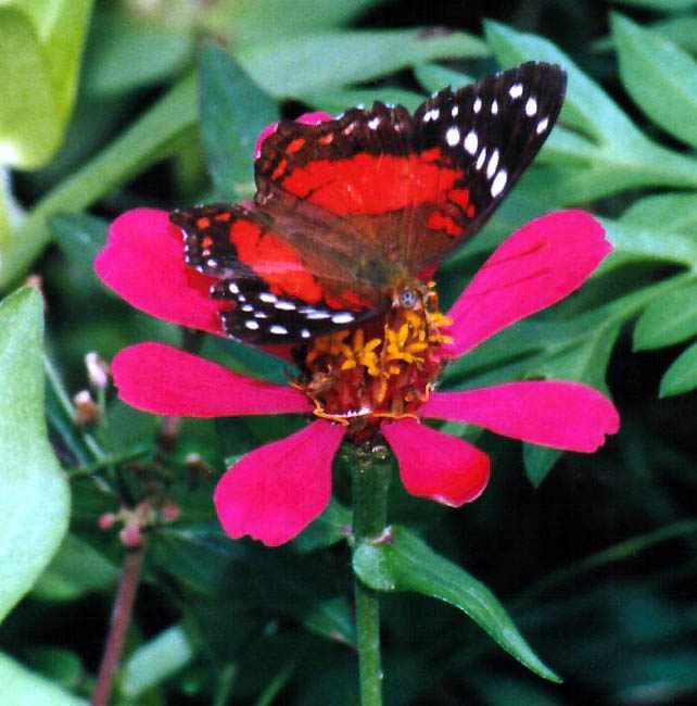 red, white and black butterfly with interesting eyes