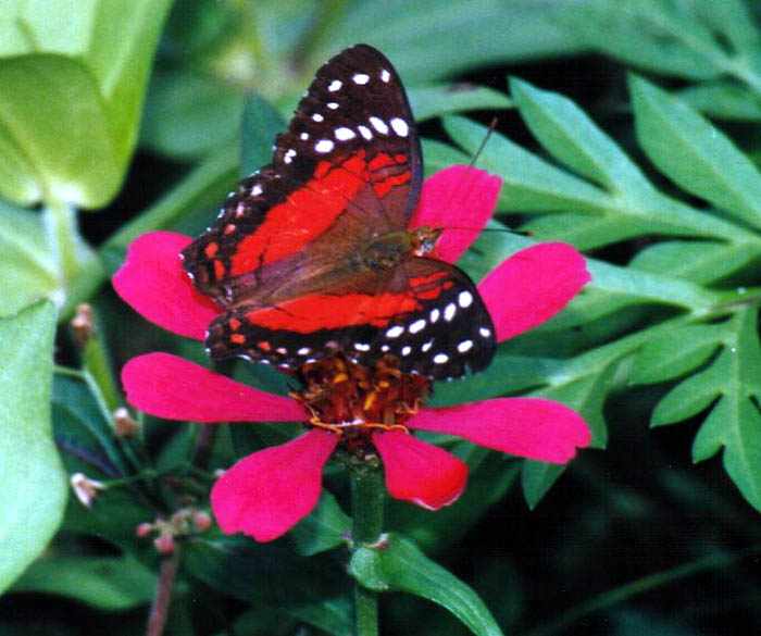 attractive red, black and white butterfly on shocking pink flower