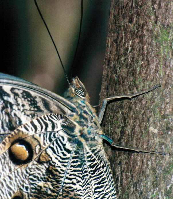 closeup of the Owl Butterfly's head and body