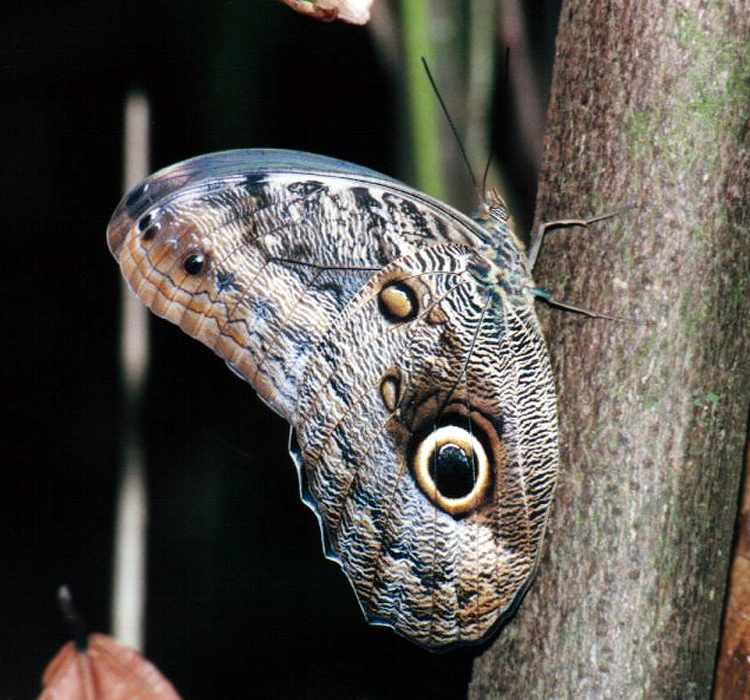 owl butterfly in its entirety hanging onto a tree trunk