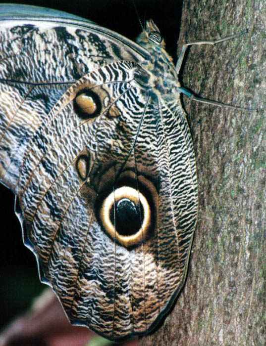 closeup of the owl butterfly's wing and body