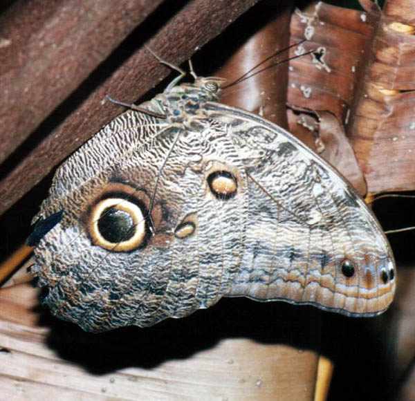 another Owl Butterfly