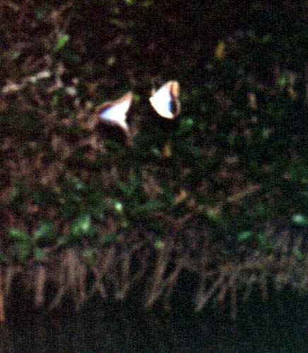 moths mating in the mangroves of the Caroni Swamp