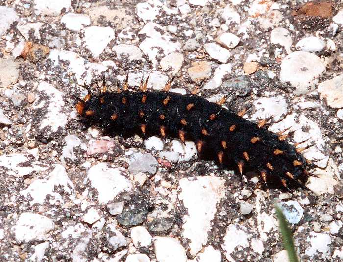 wide-angle photo of Great Spangled Fritillary caterpillar crossing the road