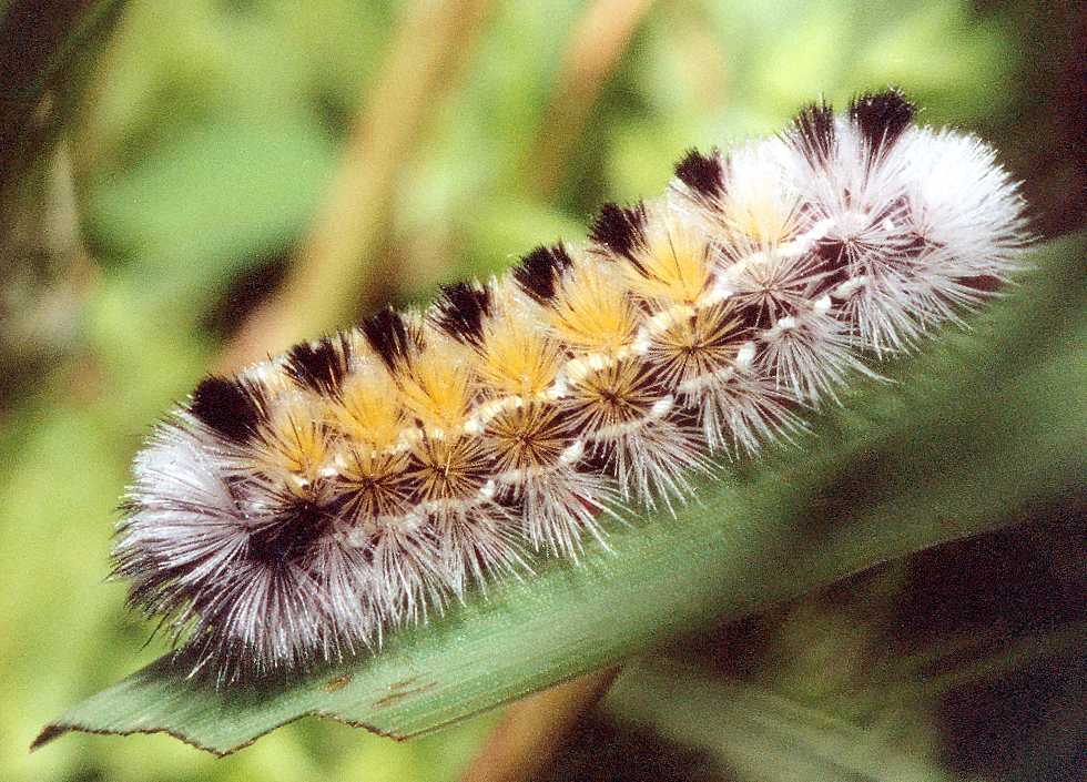 Virginia Ctenuchid moth caterpillar   (click here to open a new window with this photo in computer wallpaper format)
