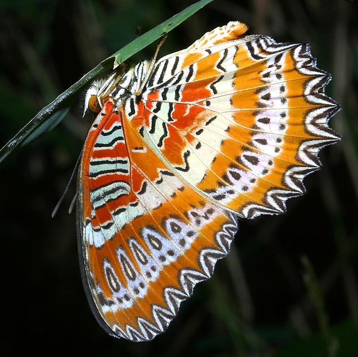red lacewing  (click here to open a new page with this photo in computer wallpaper format)