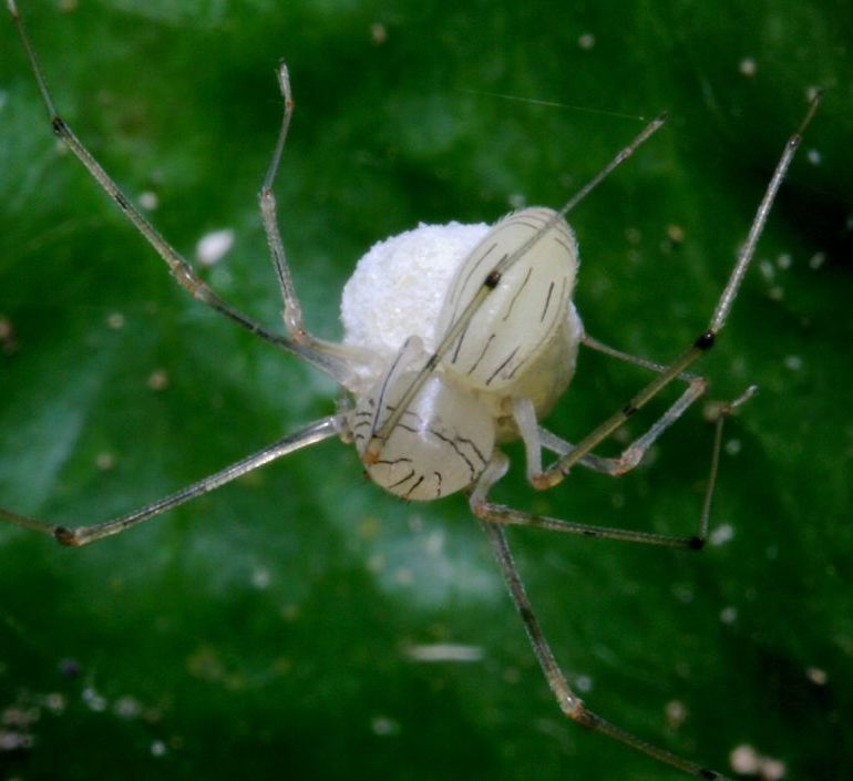 pale spitting spider with egg sac   (click here to open a new window with this spider in computer wallpaper format)