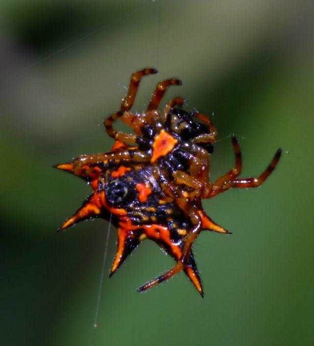 spiky orange spider
