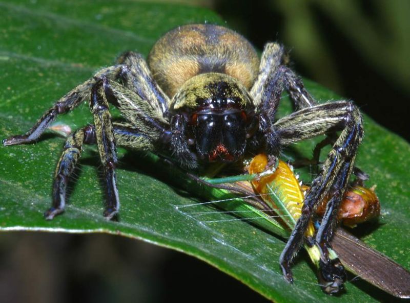 nocturnal spider eating a grasshopper