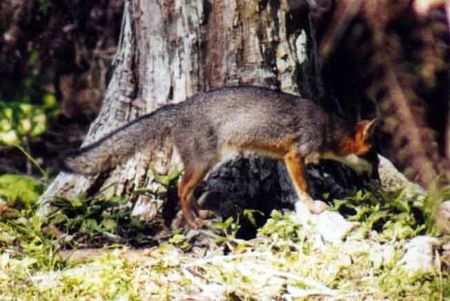 a gray fox standing at the base of a tree