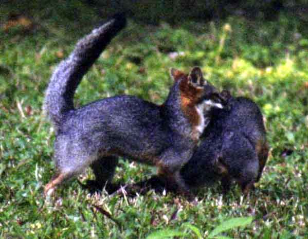 gray foxes playing