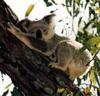 click here to see the Australian Marsupial photo galleries
