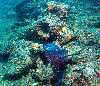 click here to see the Solomon Islands Underwater photo galleries
