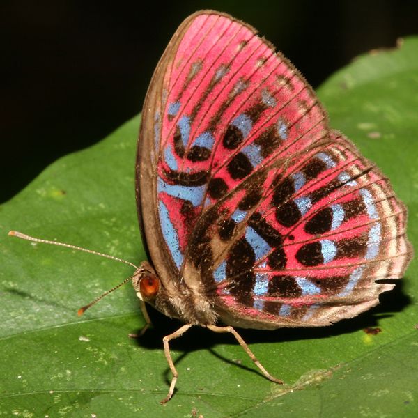 Malay red harlequin butterfly