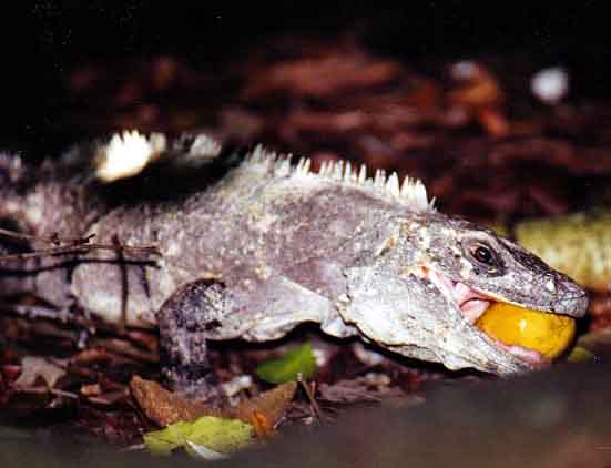 iguana eating fruit