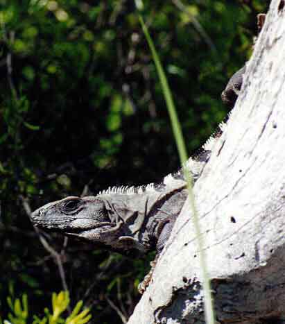 iguana hanging on upside down on a stump
