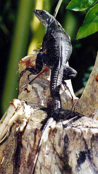 iguana on a stump (rear view)