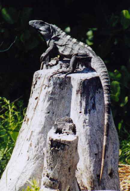 iguana on a stump (side view)
