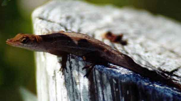 lizard on a wooden post