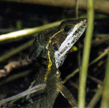 basilisk lizard