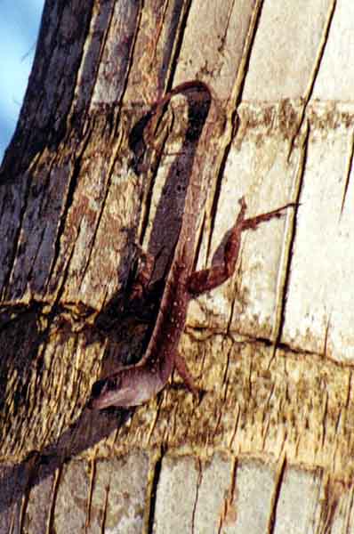 small brown lizard