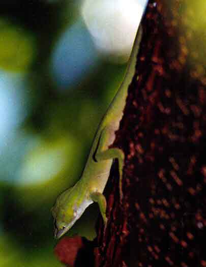 small green lizard