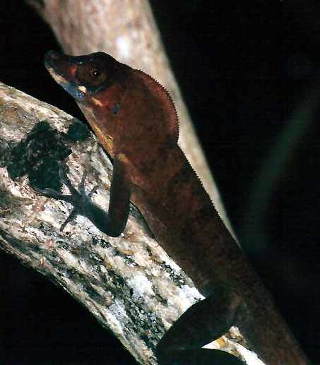 brown hooded lizard on mangrove branch