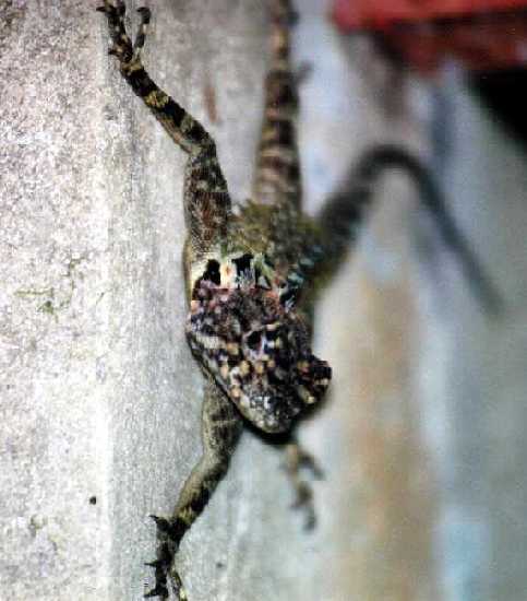 collared tree lizard (Tropidurus plica) on wall