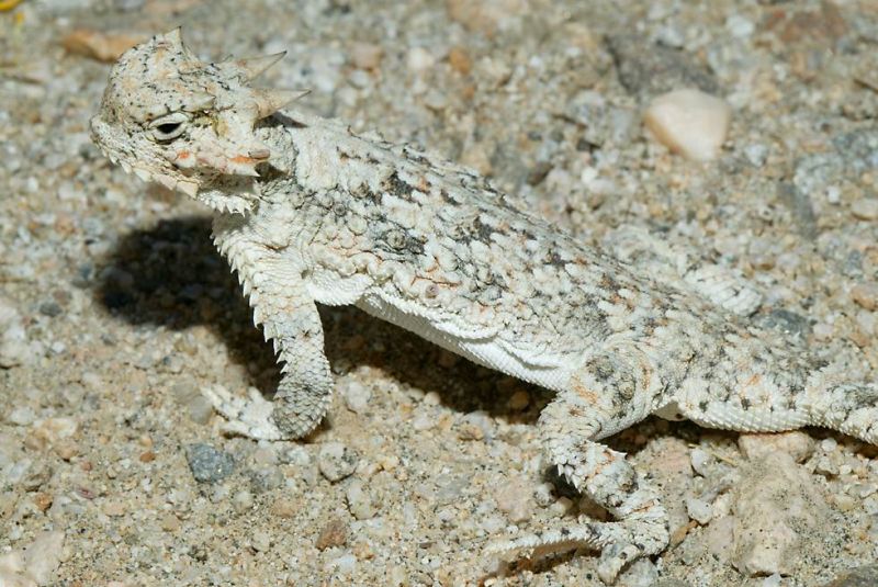 sand colored lizard