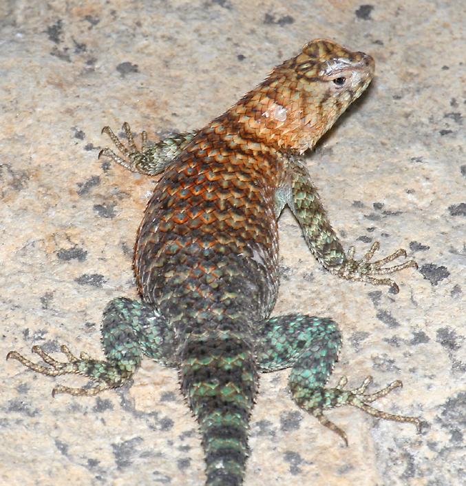 granite spiny lizard