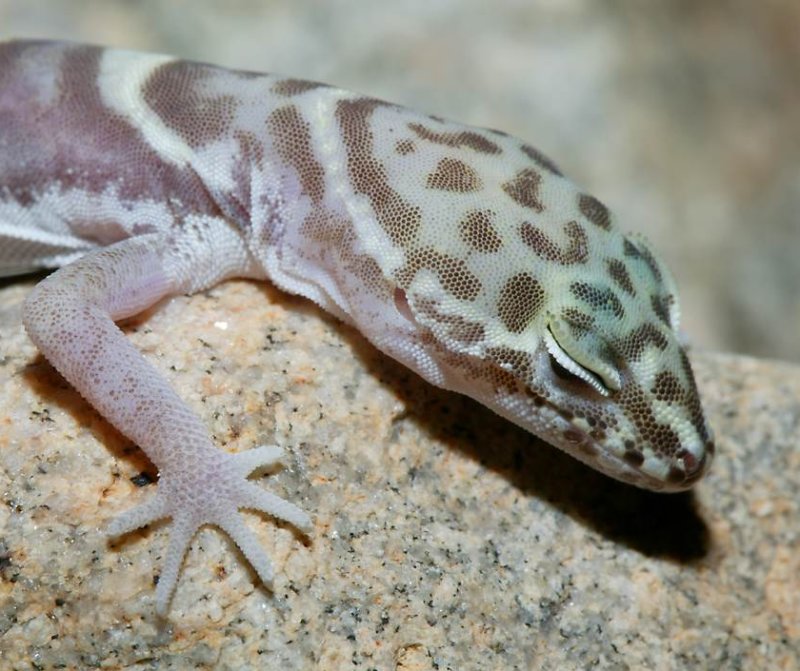 Western banded gecko  (San Diego sub-species)