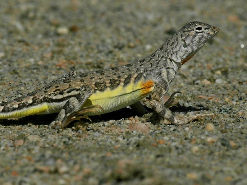 horn tail lizard