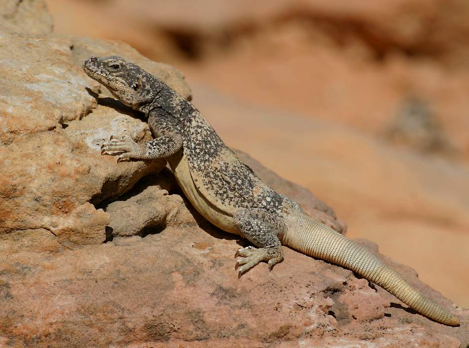 chuckwalla (Sauromalus obesus) - click here to open a new window with this photo in computer wallpaper format