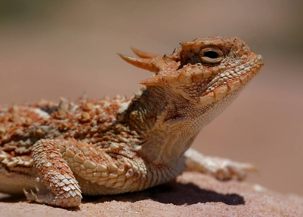 desert horned lizard (Phrynosoma platyrhinos) - click here to open a new window with this photo in computer wallpaper format
