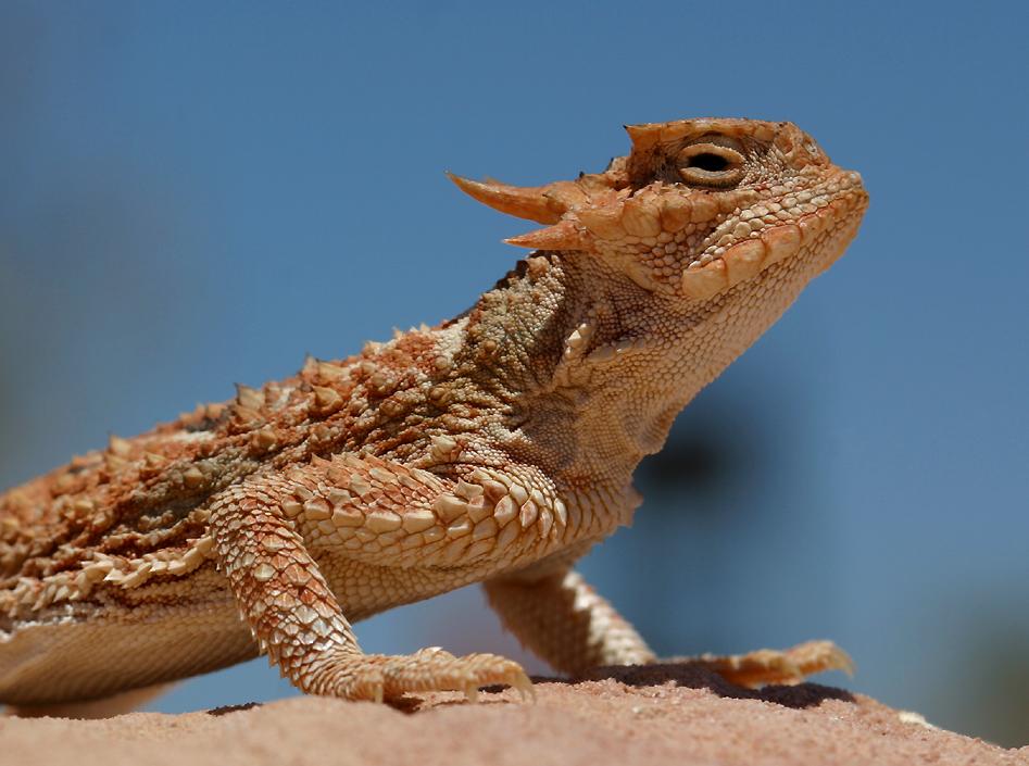 desert horned lizard