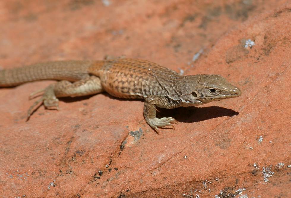 unknown species of whiptail