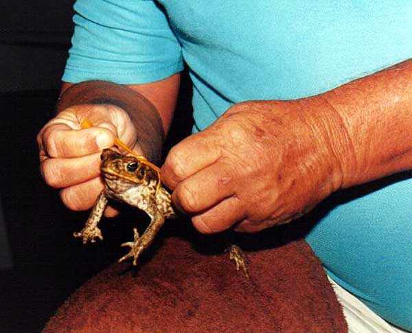 attaching colored ribbons to the cane toads