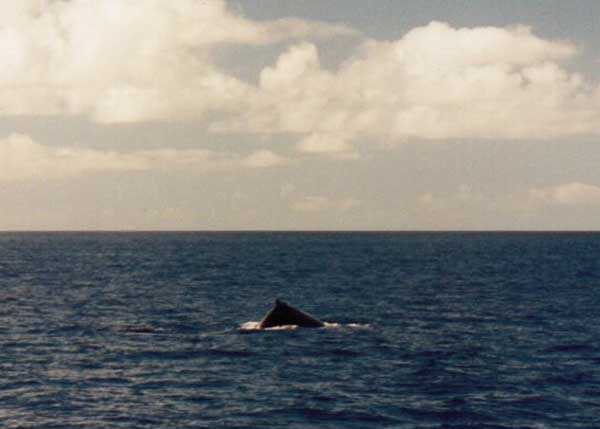 whales spotted on the way to Kelso Reef