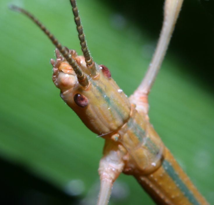 Stick Insect Facts